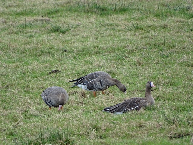 雷比奇的进 雷比奇的进